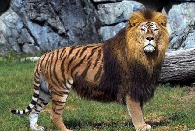 liger