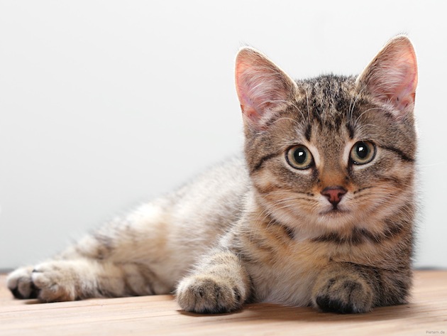 cat-care