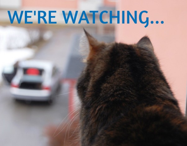 cat-spy-REMIX